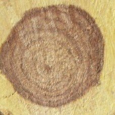 Текстура древесины карагана