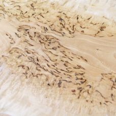 Фактура древесины карельской березы