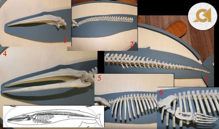 Схема склейки частей деревянного скелета кита