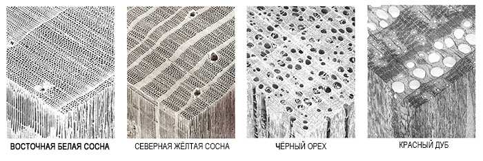 структура древесины под микроскопом